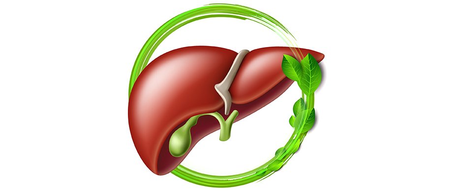 Liver Health Tips : यकृत स्वच्छ आणि मजबूत ठेवण्यासाठी हे ६ सुपरफूड्स आहारात समाविष्ट करा